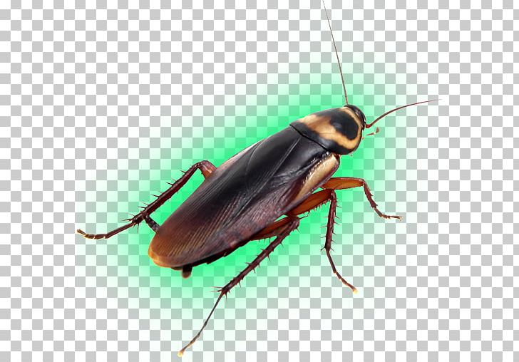 American Cockroach Pest Control Insect PNG, Clipart, American Cockroach, Animals, Arthropod, Beetle, Cockroach Free PNG Download