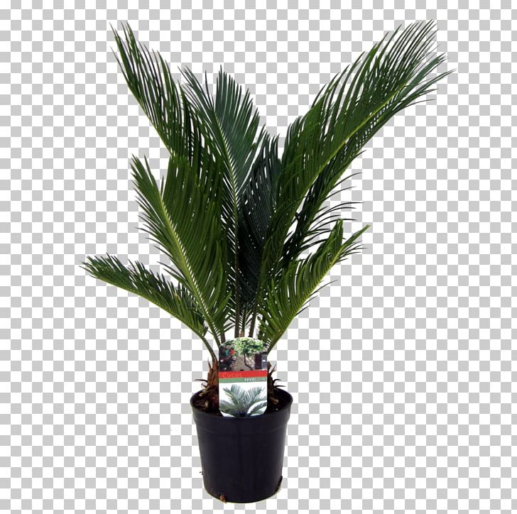 Arecaceae Sago Palm Houseplant Date Palms PNG, Clipart, Arecaceae, Arecales, Cycad, Cycas, Cycas Rumphii Free PNG Download