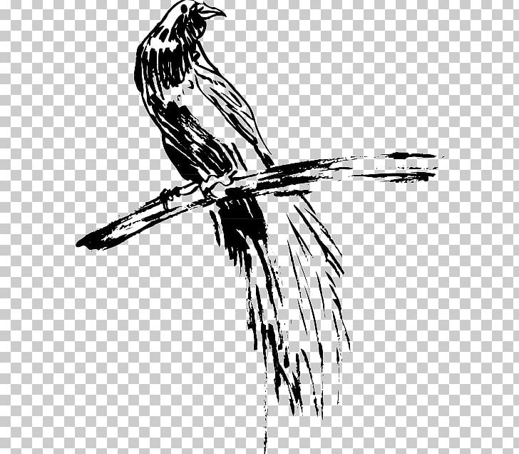 Bird Hawk Feather Wing Line Art PNG, Clipart, Animals, Art, Beak, Bird, Bird Of Prey Free PNG Download