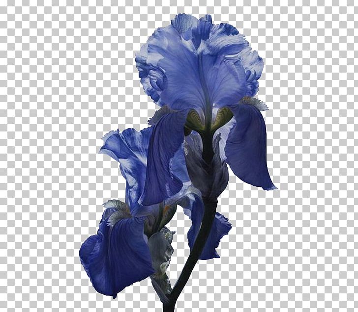 Flower Iris Versicolor Iridaceae Blue Poppy PNG, Clipart, Blue, Color, Cut Flowers, Flower, Flowering Plant Free PNG Download