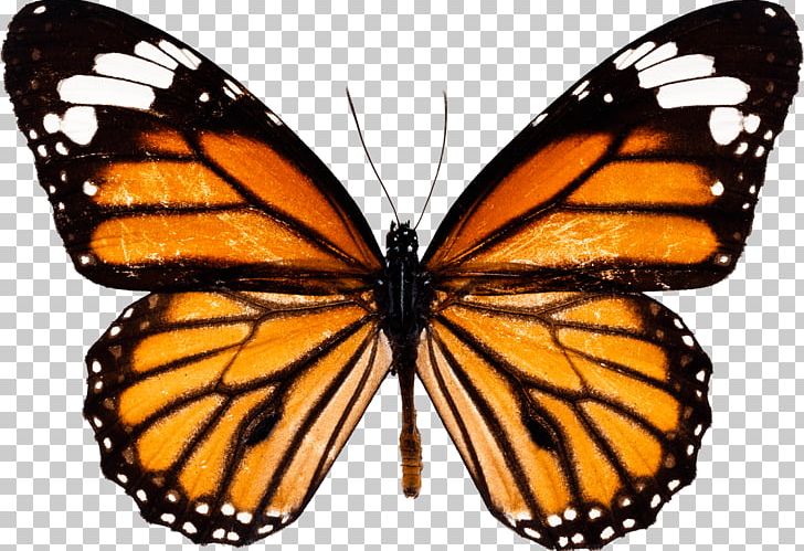 Monarch Butterfly Drawing How To Draw And Sketch PNG, Clipart, Arthropod, Backpacking, Brush Footed Butterfly, Butterflies And Moths, Butterfly Free PNG Download