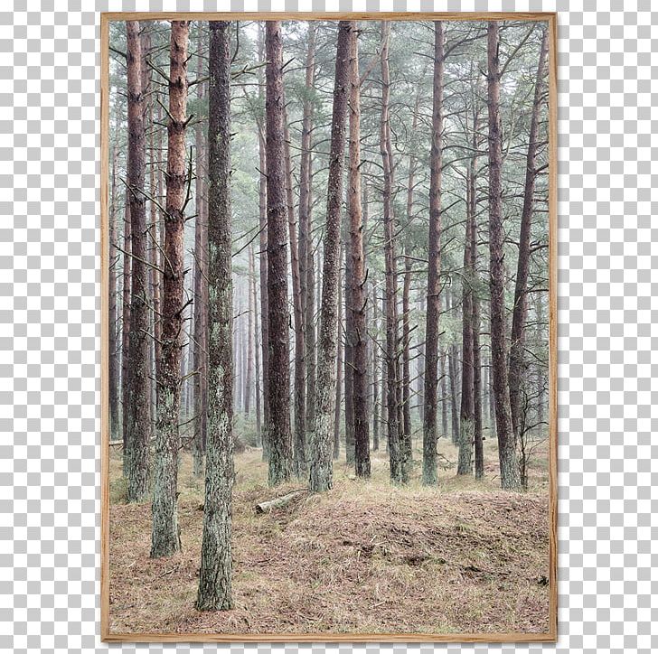 Poster Photography Forest PNG, Clipart, Biome, Birch, Denmark, Dense Trees, Fineart Photography Free PNG Download