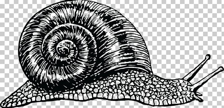 Snail Cornu Aspersum Drawing PNG, Clipart, Animals, Artwork, Black And White, Burgundy Snail, Color Free PNG Download