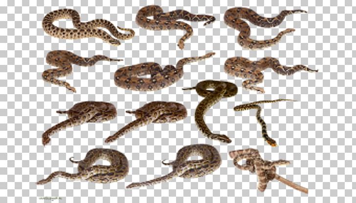 Snake PNG, Clipart, Animals, Brown, Cartoon Snake, Clip Art, Coil Free PNG Download