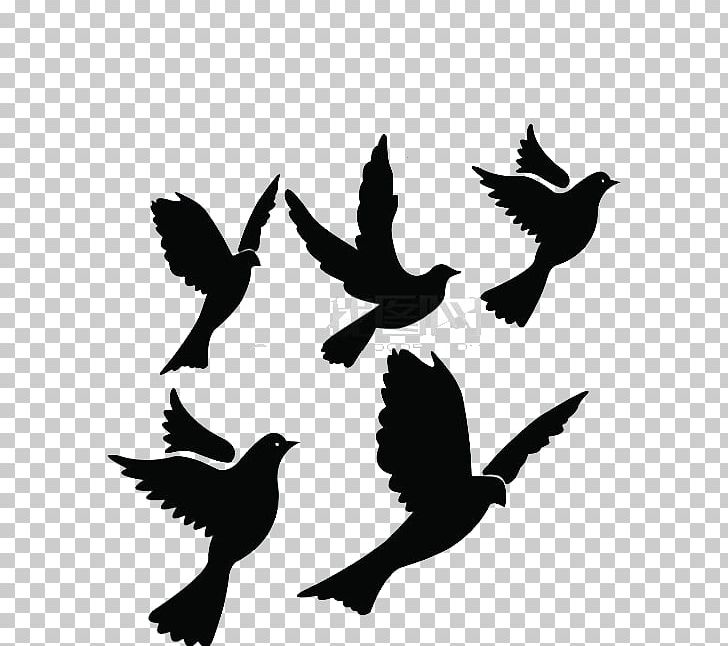 Columbidae Bird Flight Silhouette PNG, Clipart, Animals, Art, Beak, Bird, Birds Free PNG Download