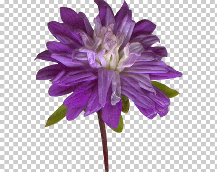 Plant Stem 0 Cut Flowers Herbaceous Plant PNG, Clipart, 99775, Annual Plant, Aster, Chrysanths, Cicekler Free PNG Download