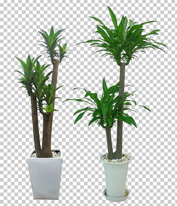 Dracaena Fragrans Ornamental Plant Tree Leaf Office PNG, Clipart, Arecales, Bonsai, Dracaena, Dracaena Fragrans, Evergreen Free PNG Download