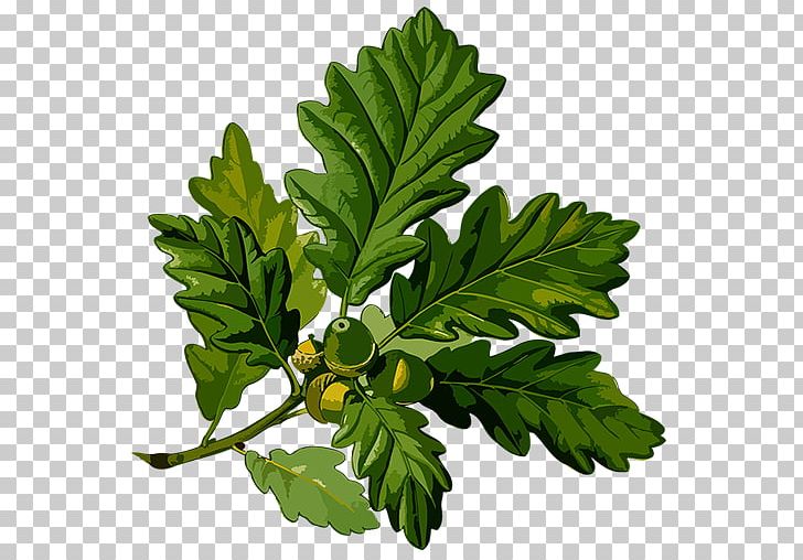 English Oak Sessile Oak Acorn Botanical Illustration Botany PNG, Clipart, Acorn, Botanical Illustration, Botany, Branch, Cornish Free PNG Download