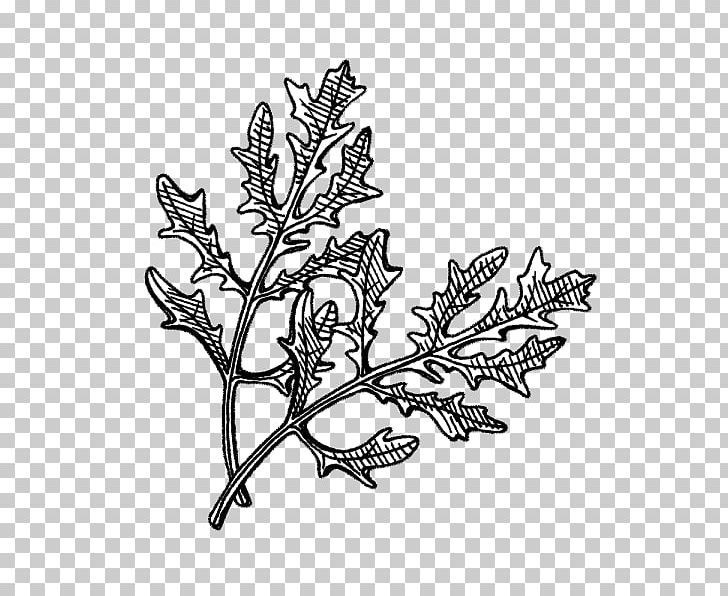 Hyötykasviyhdistys Ry Flowering Plant Leaf Seed PNG, Clipart, Black And White, Branch, Centimeter, Drawing, Flora Free PNG Download