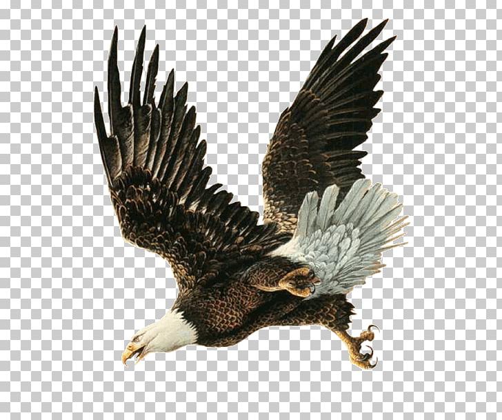 Bald Eagle Bird Hawk PNG, Clipart, Accipitriformes, Animal, Bald Eagle, Beak, Bird Free PNG Download