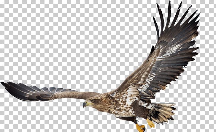 Bald Eagle White-tailed Eagle Bird Hawk PNG, Clipart, Accipitriformes, Animals, Bald Eagle, Beak, Bird Free PNG Download