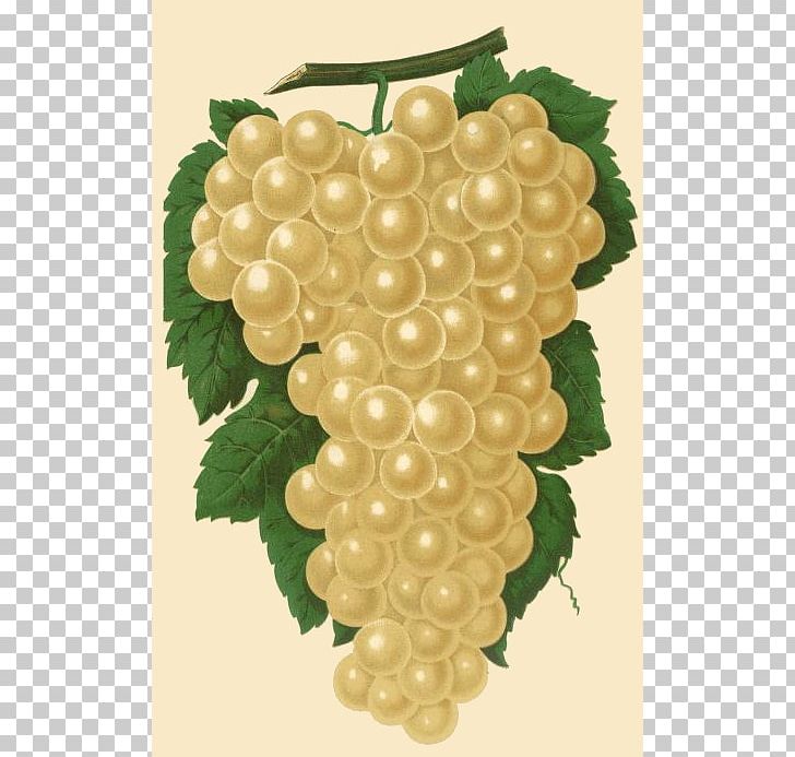 Muscat Wine Petit Manseng Grape Frutti Di Bosco PNG, Clipart, Common Grape Vine, Drawing, Food, Fruit, Frutti Di Bosco Free PNG Download