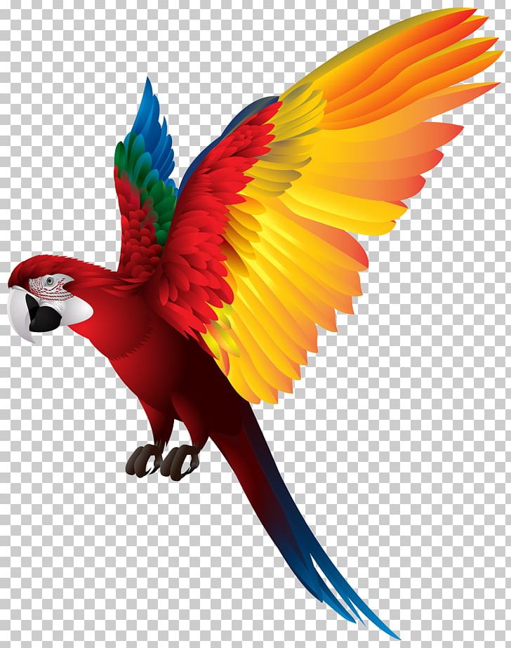 Bird True Parrot Macaw PNG, Clipart, Animal, Animals, Beak, Bird, Clip Art Free PNG Download