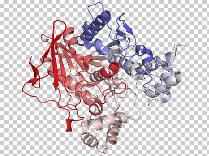 Butyrylcholinesterase Enzyme Acetylcholinesterase PNG, Clipart, Acetylcholine, Acetylcholinesterase, Acetylcholinesterase Inhibitor, Art, Aspartate Transaminase Free PNG Download