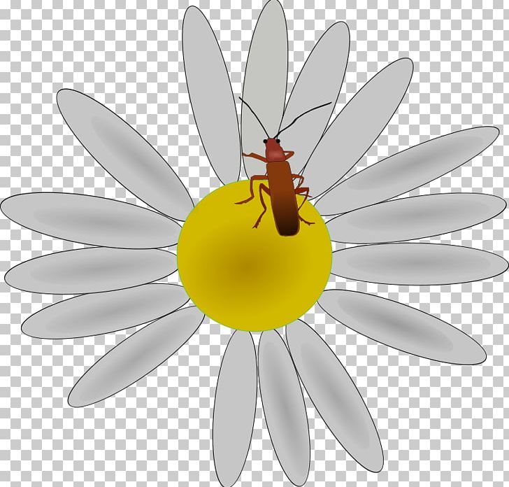 Flower Insect Petal PNG, Clipart, Animation, Arthropod, Bee, Bugs, Common Daisy Free PNG Download