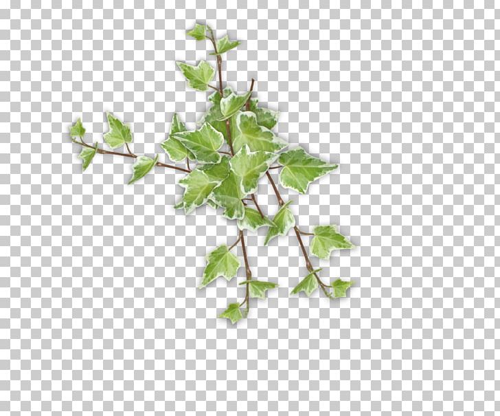Flowerpot Plant Stem Blume PNG, Clipart, 2016, Artist, Blume, Branch, Cicek Free PNG Download