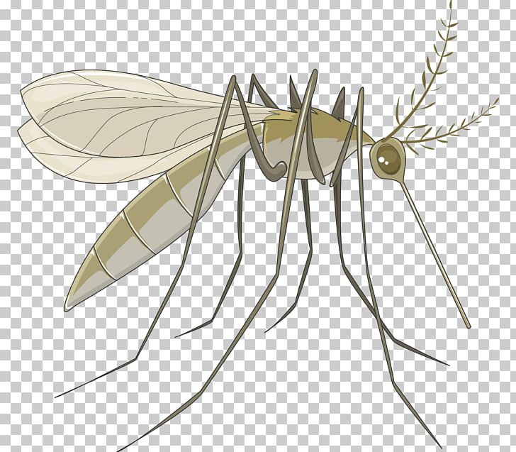 Marsh Mosquitoes Servier Pterygota Human Louse PNG, Clipart, Arthropod, Biology, Giardia Lamblia, Insect, Insects Free PNG Download