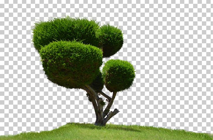 Tree Desktop PNG, Clipart, Desktop Wallpaper, Deviantart, Download, Grass, Houseplant Free PNG Download