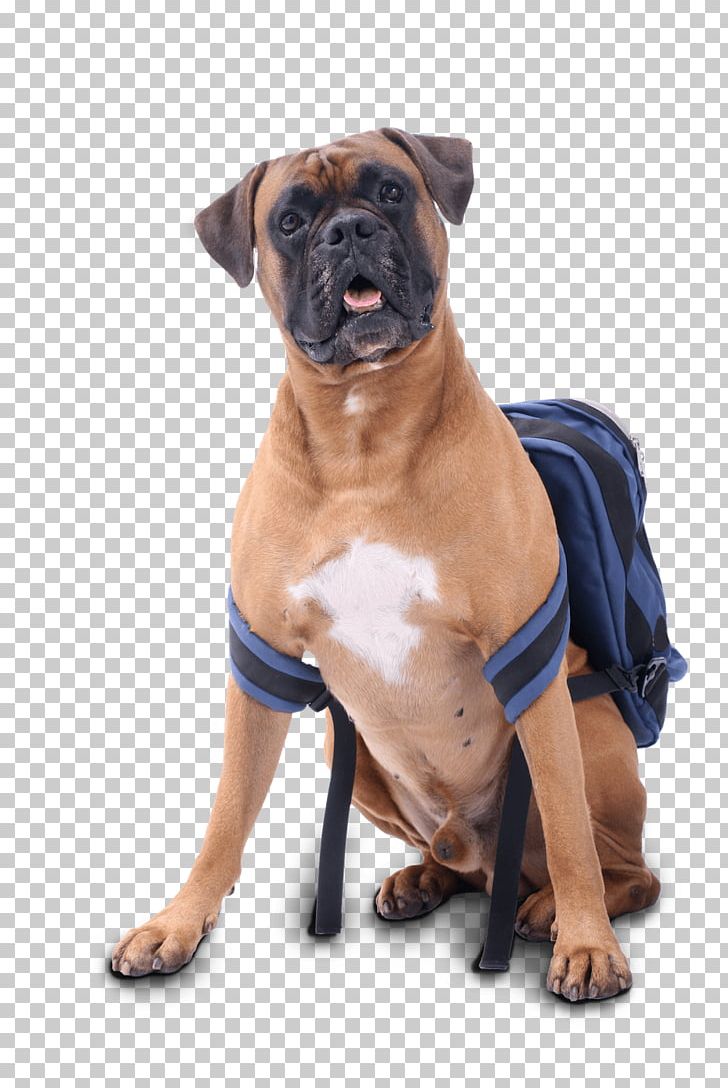 Dog Breed Boerboel Boxer Bullmastiff Puppy PNG, Clipart, Animals, Backpack, Bladder Stone, Boerboel, Boxer Free PNG Download