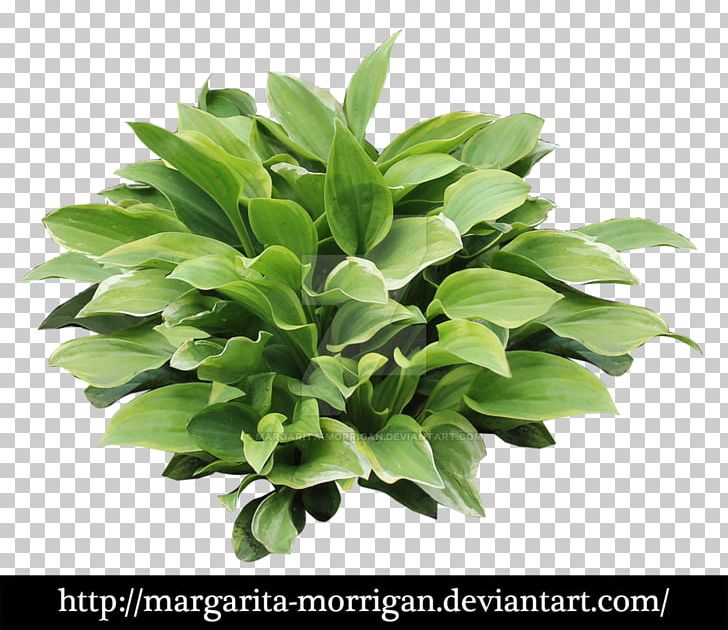 Margarita Plantain Lilies Shrub PNG, Clipart, Flower, Flowerpot, Food Drinks, Grass, Herb Free PNG Download