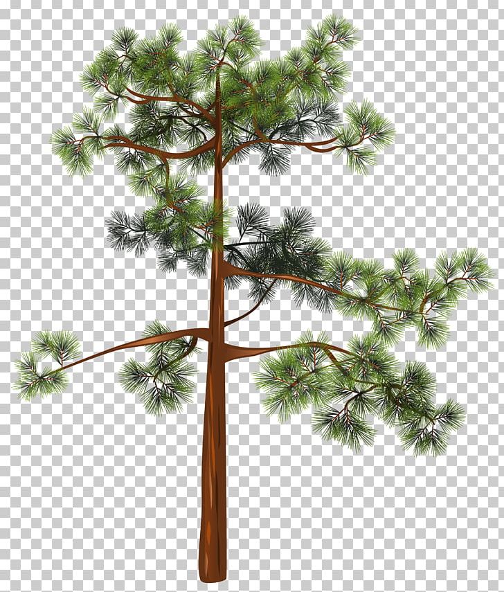 Pine Tree PNG, Clipart, Branch, Conifer, Evergreen, Fir, Flowerpot Free PNG Download