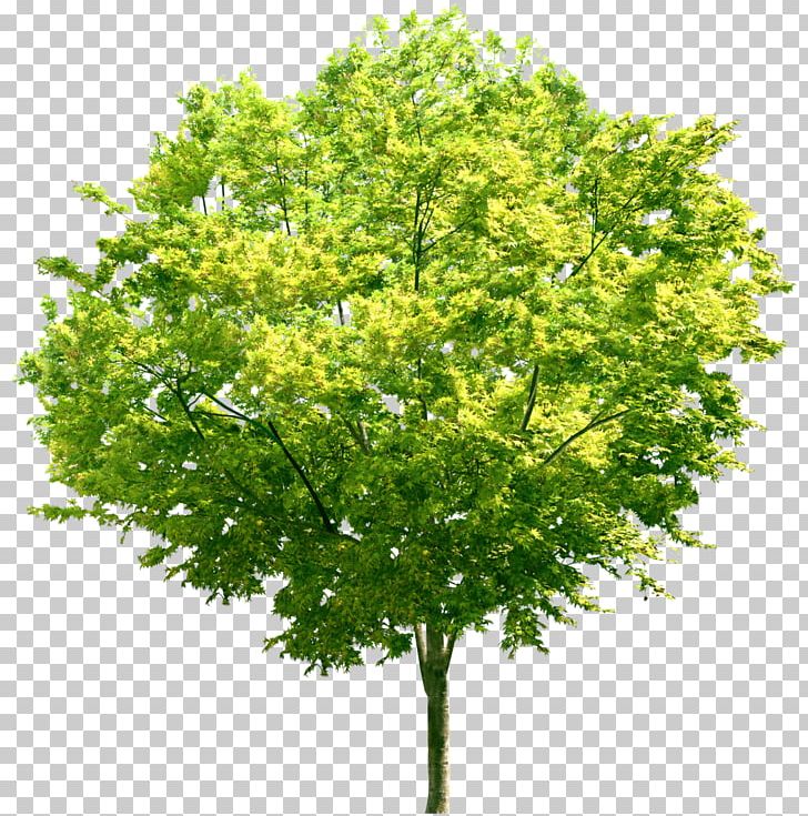 Tree Stock Photography PNG, Clipart, Branch, Download, Green, Ground, Nature Free PNG Download