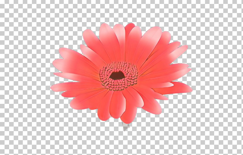Daisy PNG, Clipart, Barberton Daisy, Cut Flowers, Daisy, Daisy Family, Flower Free PNG Download