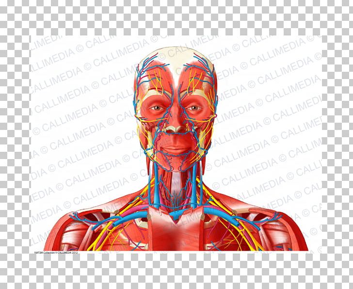 Head And Neck Anatomy Nerve Anterior Triangle Of The Neck Blood Vessel PNG, Clipart, Anterior Triangle Of The Neck, Arm, Artery, Blood Vessel, Head Free PNG Download