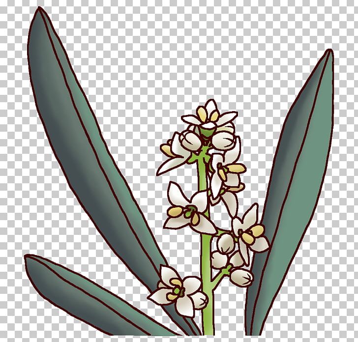 Kagawa Prefecture Prefectures Of Japan Olive Flower PNG, Clipart, Fermentation Starter, Flora, Flower, Flowering Plant, Food Drinks Free PNG Download