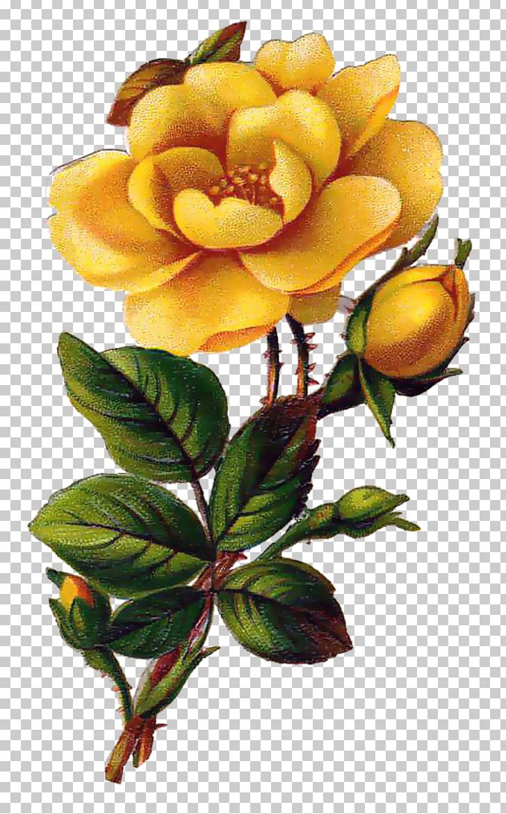 Rose Yellow Flower PNG, Clipart, Color, Cut Flowers, Drawing, Floral Design, Floristry Free PNG Download