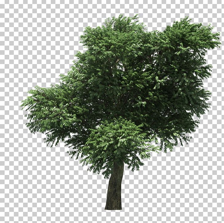 Arbutus Menziesii Strawberry Tree 3D Modeling 3D Computer Graphics PNG, Clipart, 3d Computer Graphics, 3d Modeling, Arbutus Menziesii, Art, Autodesk 3ds Max Free PNG Download