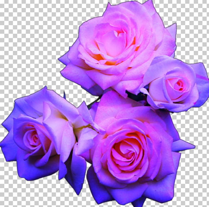 Blue Rose Pink Flowers PNG, Clipart, Avatan, Avatan Plus, Blue, Blue Rose, Color Free PNG Download