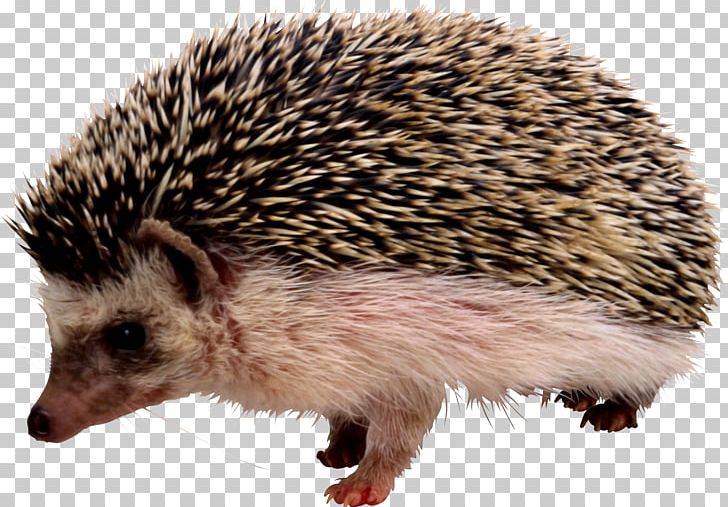Hedgehog Rodent Porcupine Echidna PNG, Clipart, Animal, Animals, Dark, Diablo, Diablo Photos Free PNG Download