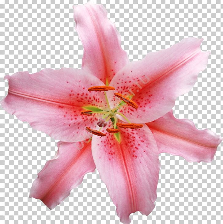 Lilium Flower Stock Photography PNG, Clipart, Amaryllis Belladonna, Cut Flowers, Daylily, Download, Flower Free PNG Download