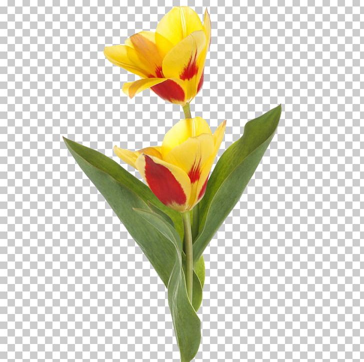 Tulip Yellow Cut Flowers Gold PNG, Clipart, Canna Family, Canna Lily, Designer, Floral Design, Floristry Free PNG Download