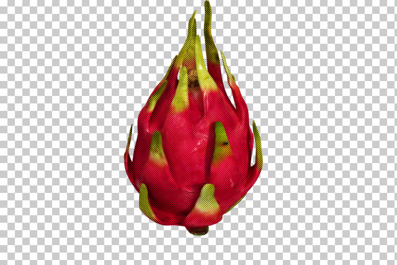 Bud Plant Dragonfruit Flower Pitaya PNG, Clipart, Bud, Costa Rican Pitahaya, Dragonfruit, Flower, Food Free PNG Download