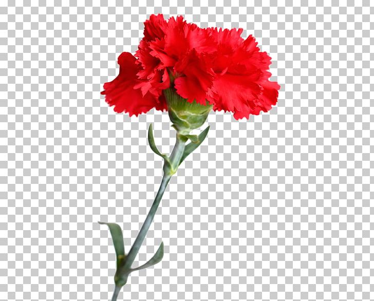 Carnation Cut Flowers Stock Photography Floral Design PNG, Clipart, Annual Plant, Birth Flower, Caryophyllales, Dianthus, Floral Emblem Free PNG Download