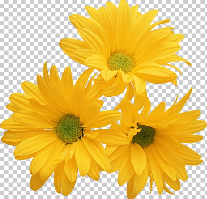 Chrysanthemum Yellow Flower Color Stock Photography PNG, Clipart, Annual Plant, Calendula, Camomile, Chrysanthemum, Chrysanthemum Coronarium Free PNG Download