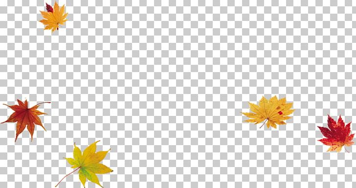 Maple Leaf PNG, Clipart, Autumn, Autumn Leaves, Computer Wallpaper, Dahlia, Download Free PNG Download