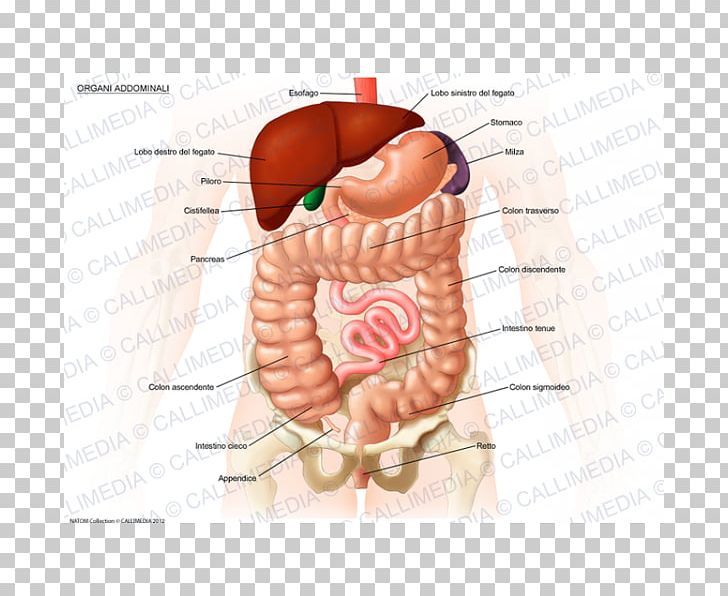 Organ System Abdomen Anatomy Human Body PNG, Clipart, Abdomen, Abdominal Cavity, Abdominal Pain, Anatomy, Cheek Free PNG Download