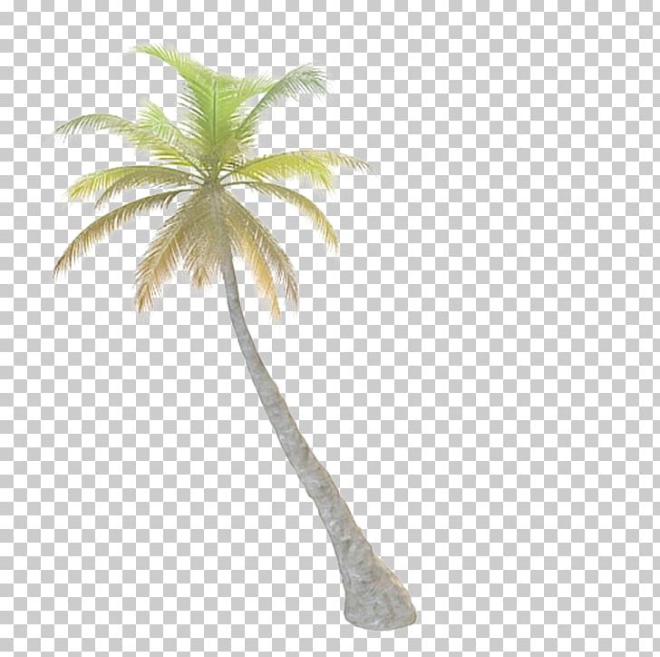 Tree Arecaceae Leaf PNG, Clipart, Adobe Illustrator, Arecaceae, Autumn Tree, Christmas Tree, Download Free PNG Download
