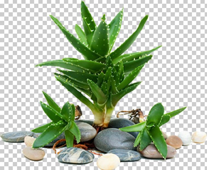 Aloe Vera Light Aloe Emodin Succulent Plant PNG, Clipart, Agave, Aloe, Aloe Emodin, Aloe Plant, Aloe Vera Free PNG Download