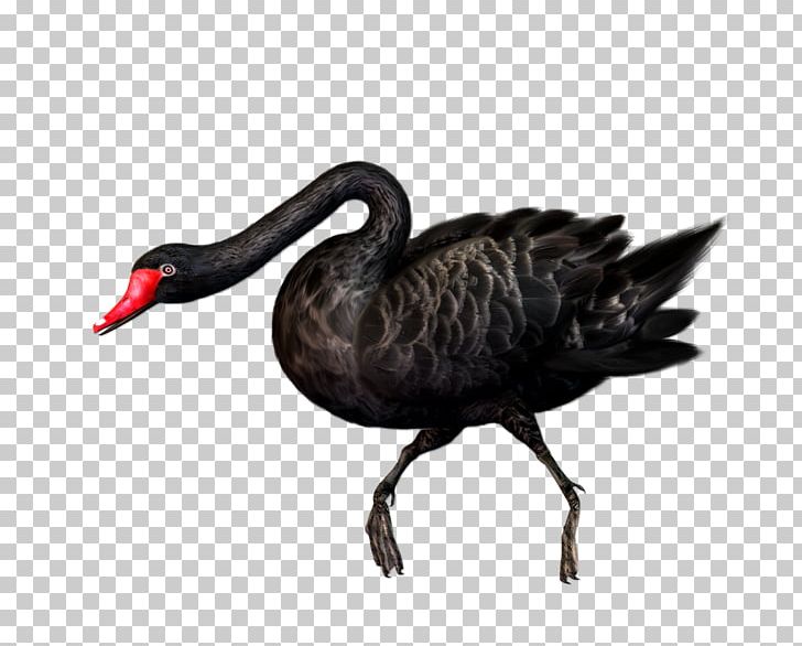 Black Swan Bird PNG, Clipart, Animal, Animals, Background Black, Beak, Bird Free PNG Download