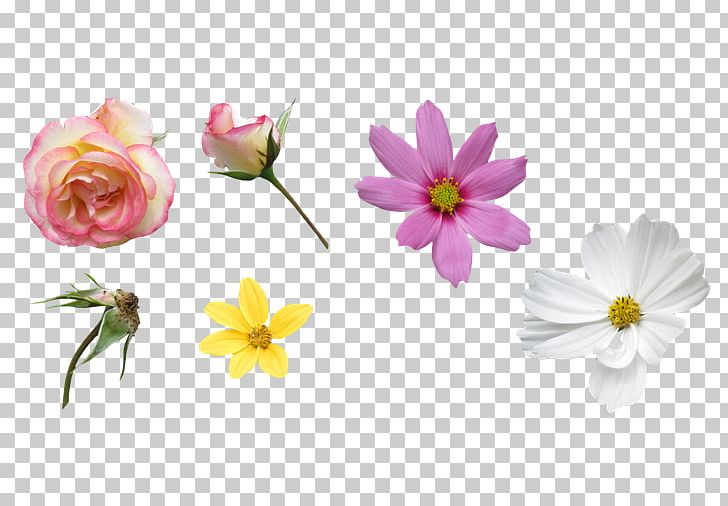Petal Flower PNG, Clipart, Ado, Art, Blossom, Chinese, Chinese Rose Free PNG Download