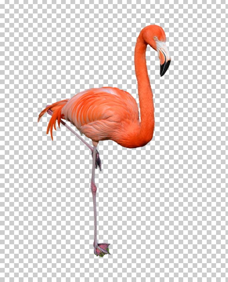Phoenicopteridae Bird Flamingo PNG, Clipart, Animals, Beak, Bird, Black High Heels, Camera Free PNG Download
