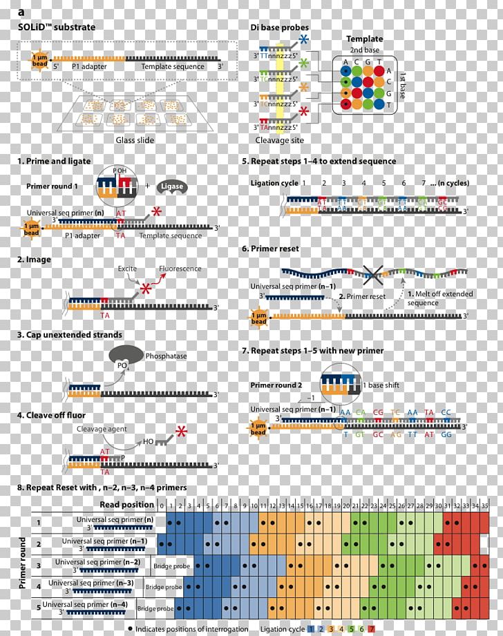 DNA Sequencing Genome Pyrosequencing Sanger Sequencing PNG, Clipart, Applied Biosystems, Area, Bioinformatics, Diagram, Dna Free PNG Download