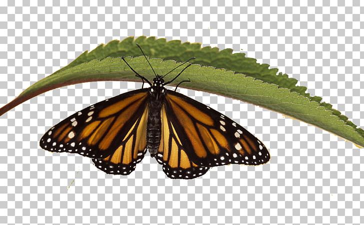 Monarch Butterfly Siberian Tiger Eastern Tiger Swallowtail PNG, Clipart, Animal, Arthropod, Brush Footed Butterfly, Butterflies, Butterfly Group Free PNG Download