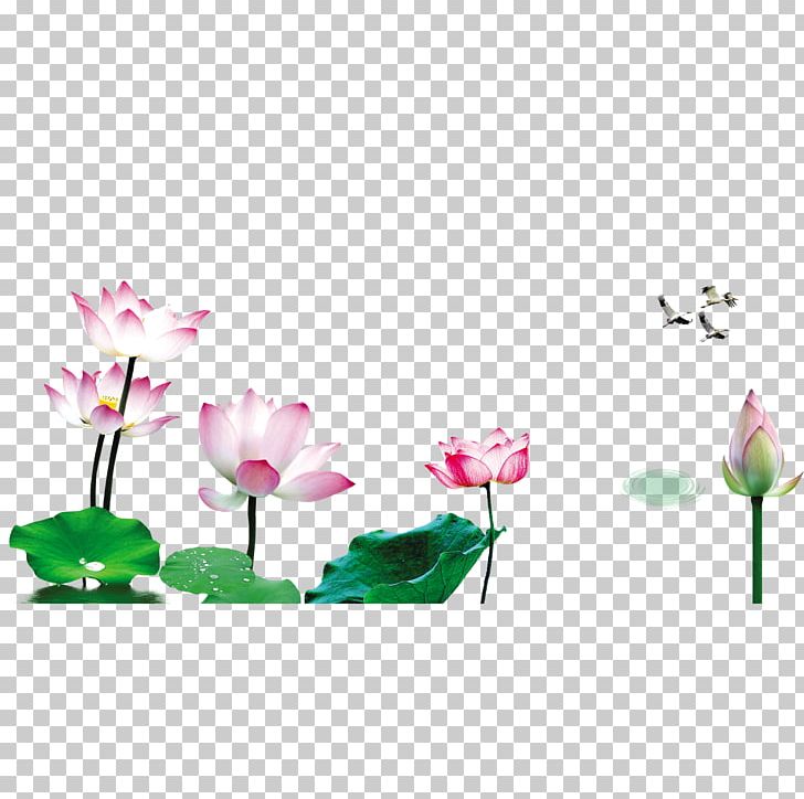 Nelumbo Nucifera Lotus Effect Floral Design PNG, Clipart, Adobe Illustrator, Bud, Download, Encapsulated Postscript, Flora Free PNG Download