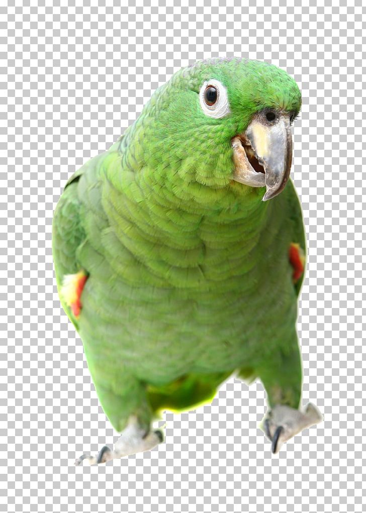 Parrot Southern Mealy Amazon Bird Turquoise-fronted Amazon Yellow-shouldered Amazon PNG, Clipart, Animals, Apple Watch, Common Pet Parakeet, Fauna, Feather Free PNG Download