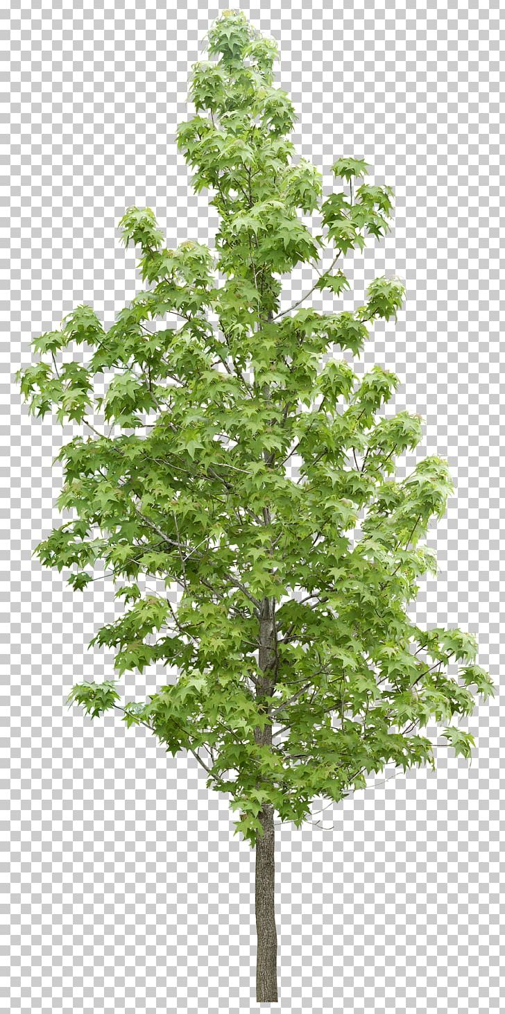 Tree Forest Vegetation PNG, Clipart, Autumn Tree, Baumkontrolle, Branch, Christmas Tree, Conifer Free PNG Download